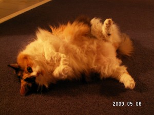 Calico cat rolling on her back to beg for attention