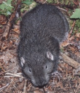 Sewellel or "Mountain Beaver"