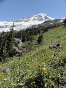 Heliotrope Ridge Trail with thistles