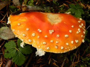 Bright orange mushroom