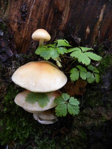 Mushrooms growing on tree