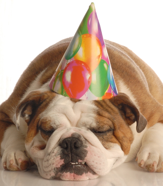 Party dog Bulldog in party hat