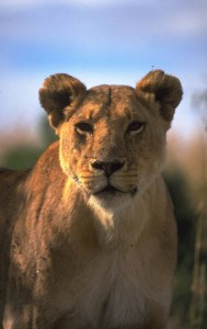 Female lion
