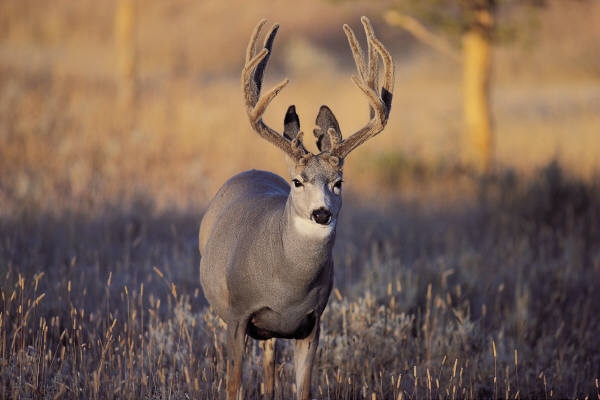 Mule deer buck