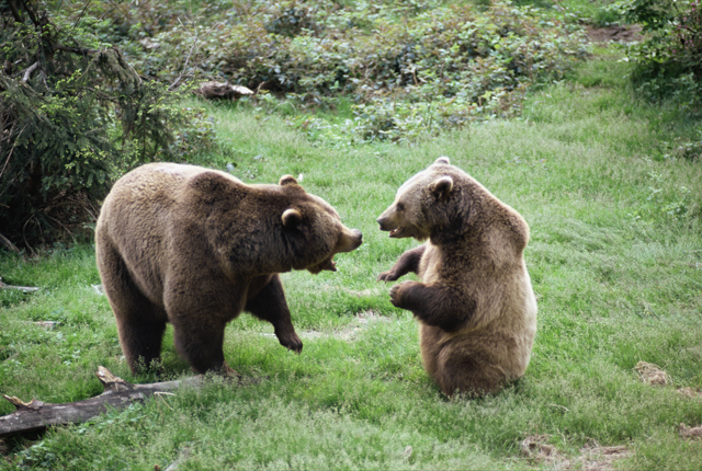 Bears fighting