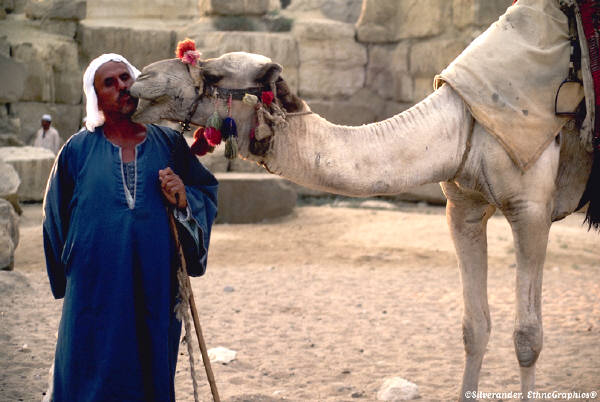 Camel kissing man