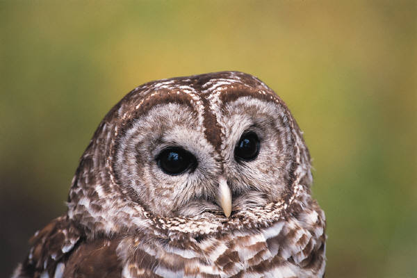 owl