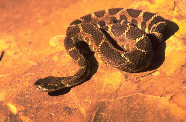 Rattlesnake