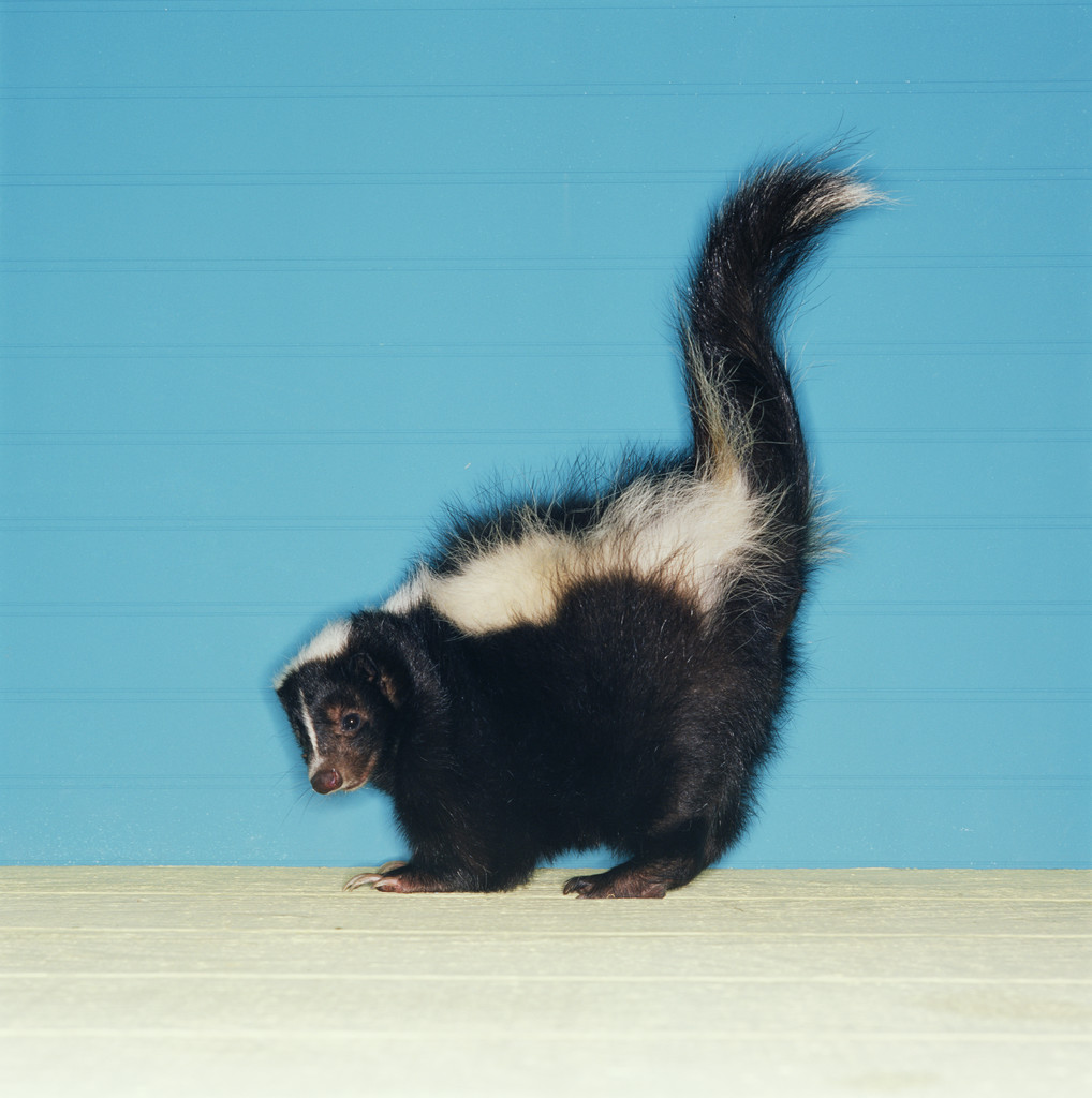 Skunk in Defensive Posture