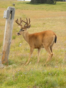 Olympic Natl Park Buck