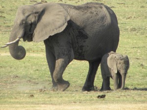 Elephant with baby