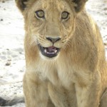 Curious Lion Cub Lion Cub