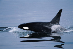 Orca!