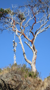Skeleton on Dead Man's Island