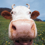 Cow's nose