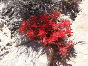 Paintbrush in bloom